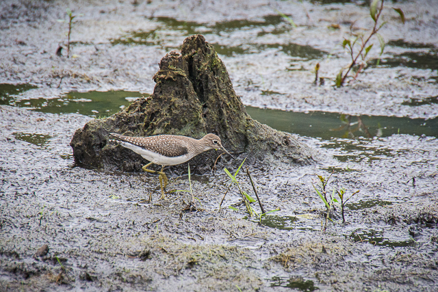  shorebird