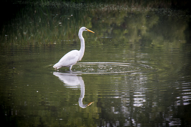 bird