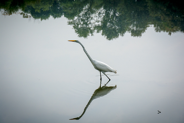bird