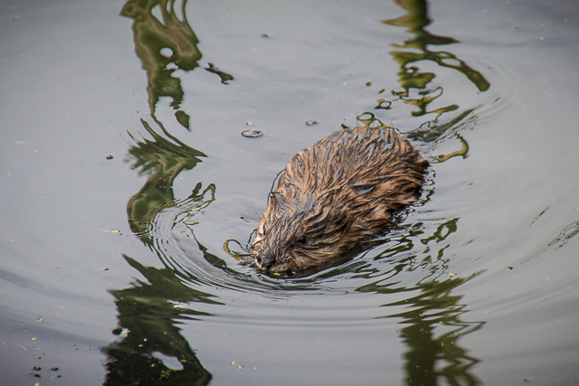 muskrat