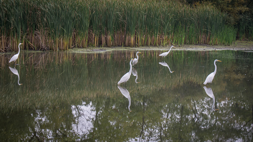 birds