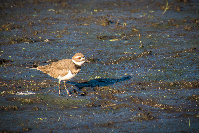 Killdeer bird
