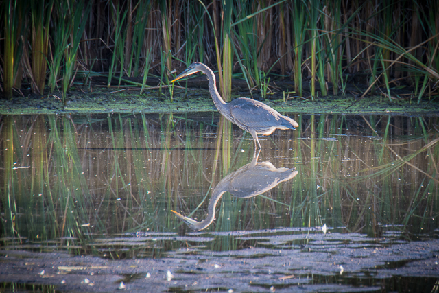 Great Blue Heron bird