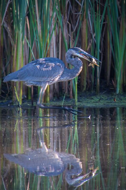 Unfortunate fish bird
