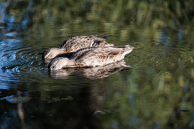 Ducks birds