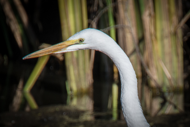 Great White Egret bird
