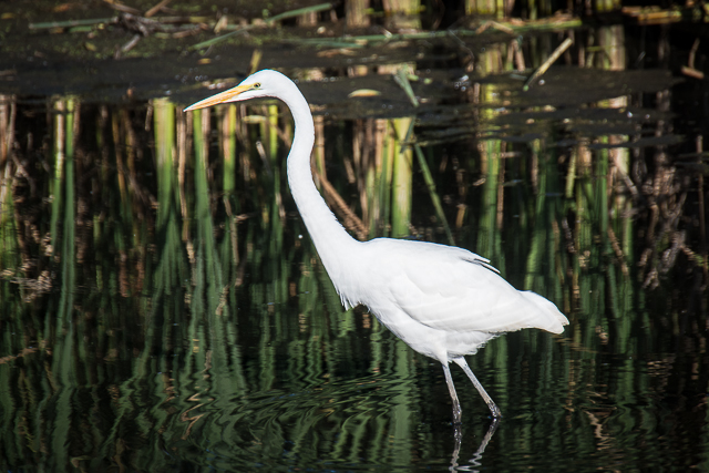 Great White Egret bird