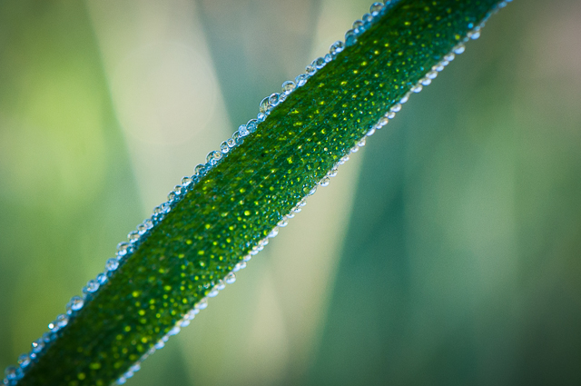 Dew Drops prairie
