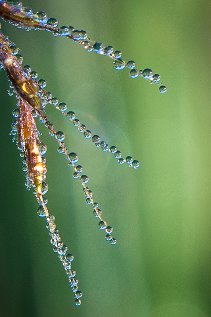 Dew Drops prairie