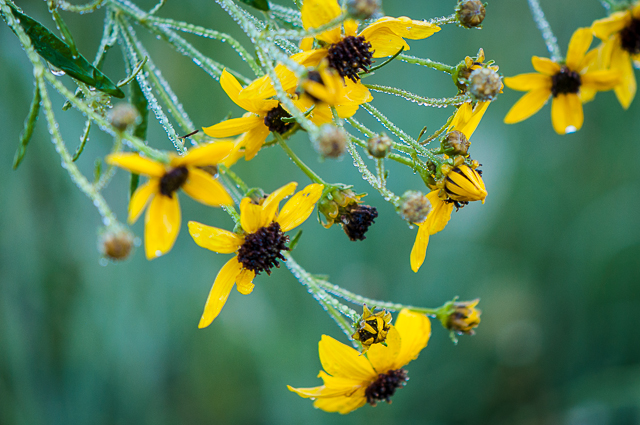 prairie