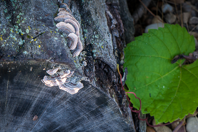 fungi prairie