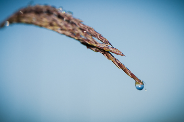 Dew Drop prairie