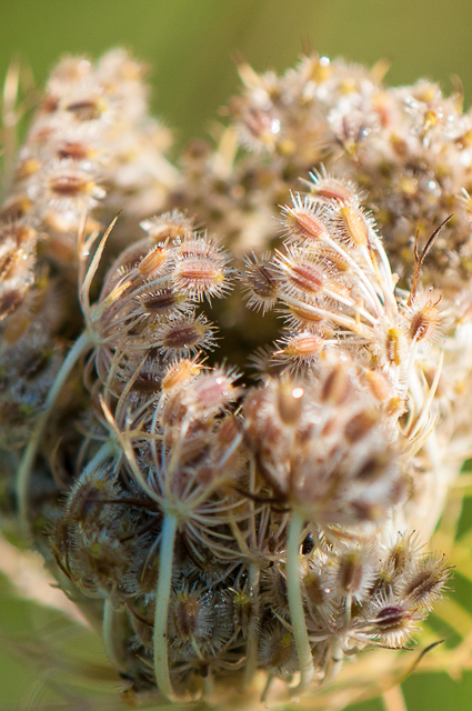 Emergence prairie