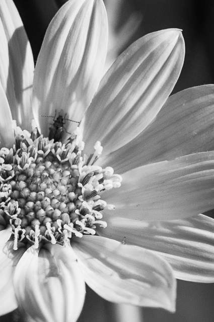 Prairie Flower prairie