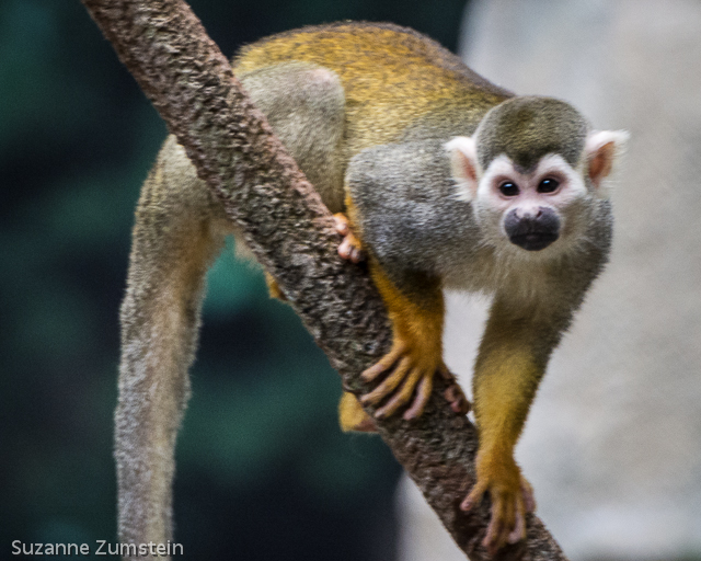 primate