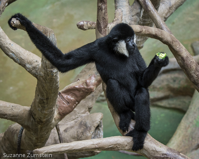 primate