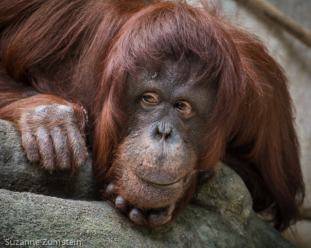 primate
