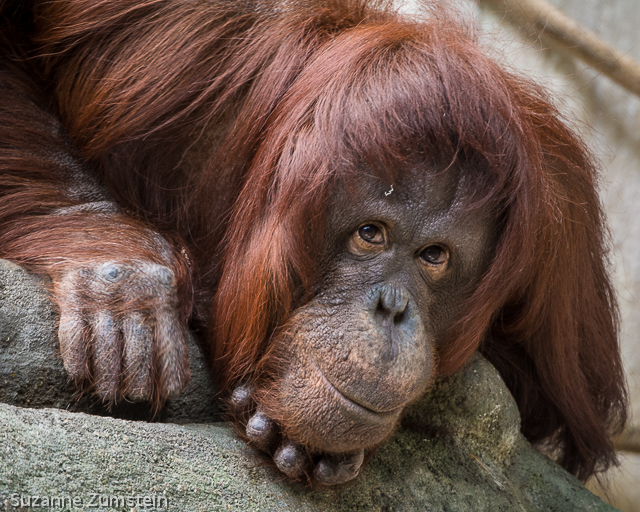 primate