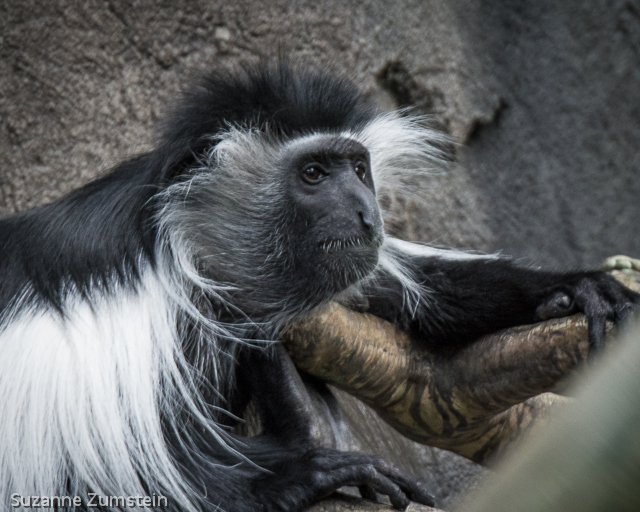 primate
