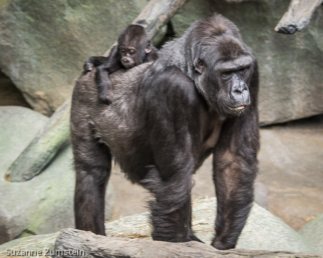primate
