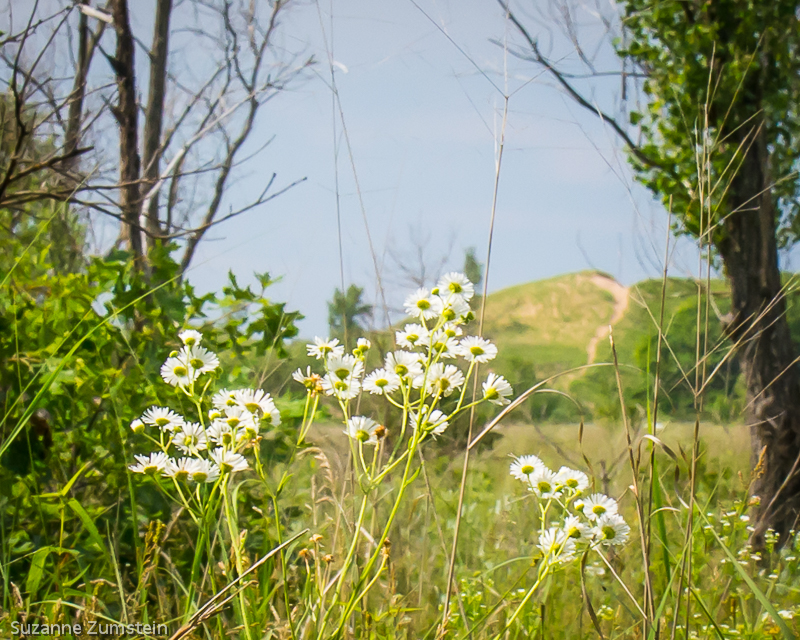 Indiana Dunes