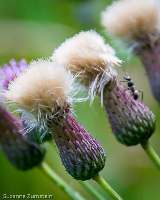 thistle buds Indiana Dunes