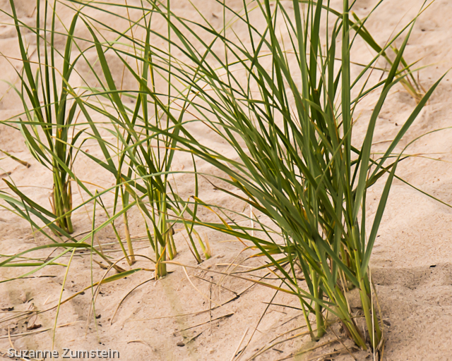Indiana Dunes