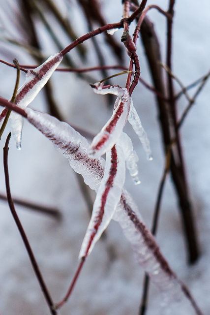 icicles