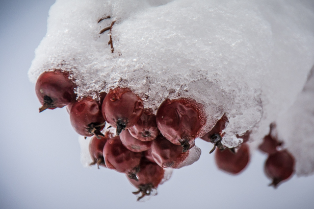snow