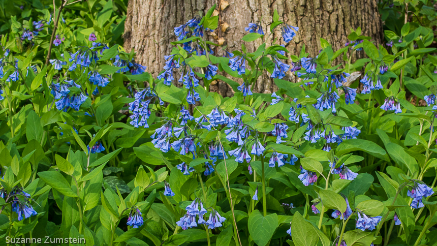 Morton Arboretum