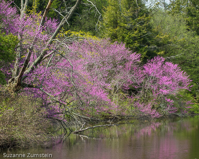 Morton Arboretum