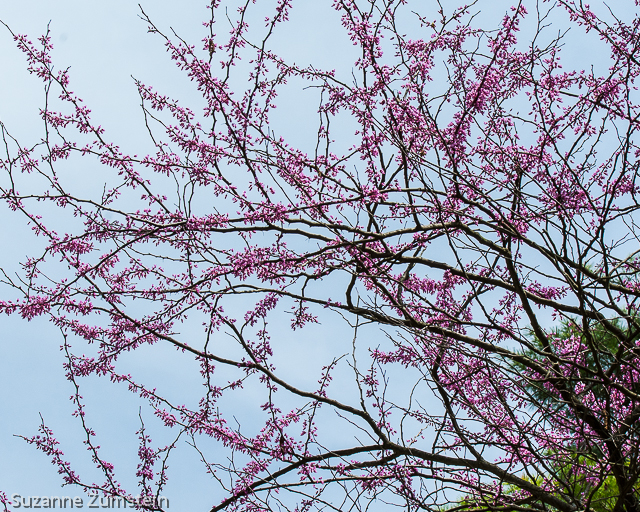 Morton Arboretum