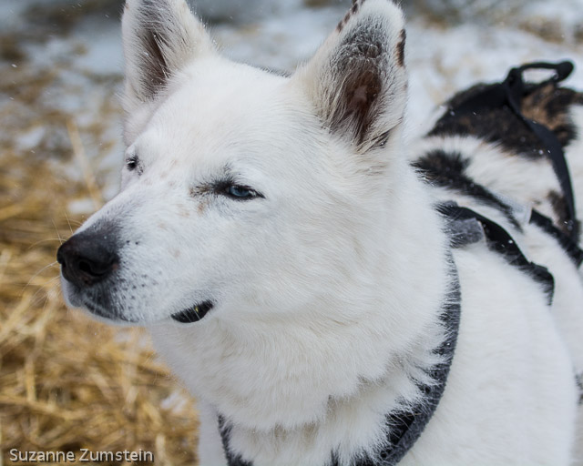 husky