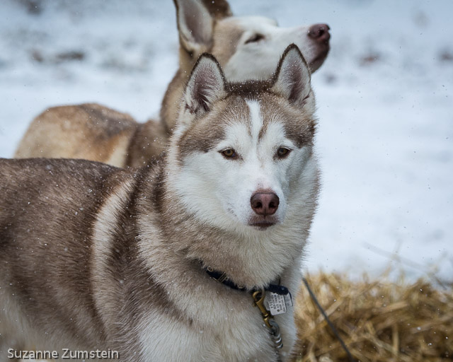 husky