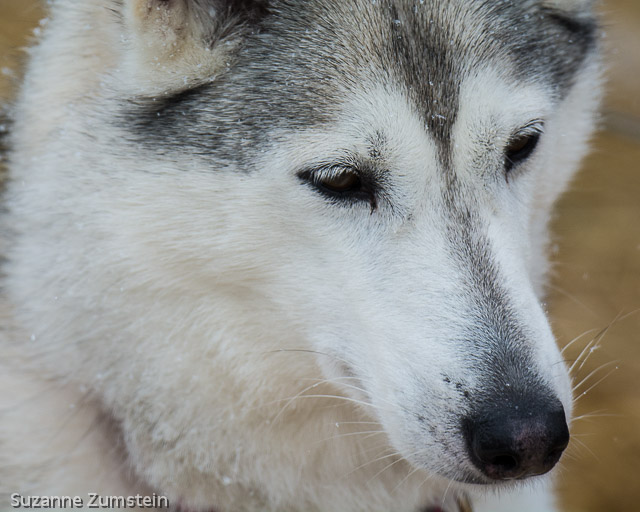 husky