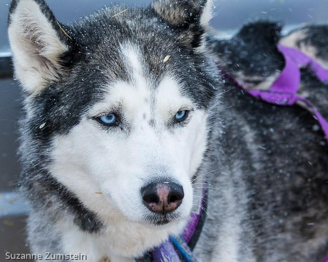 husky