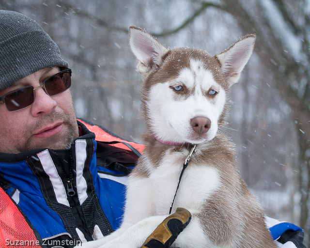 husky