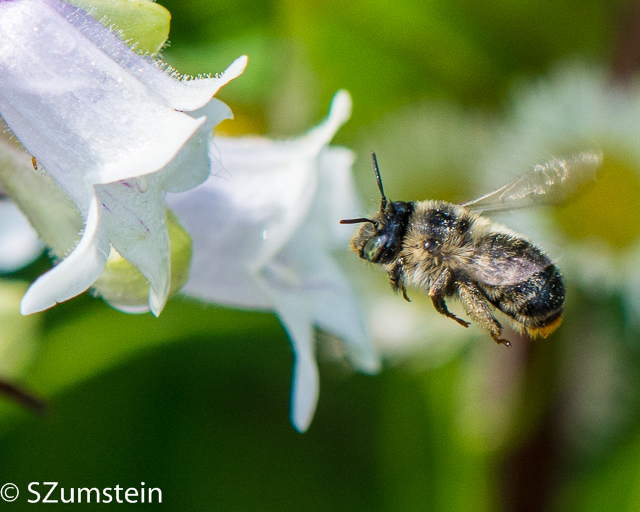 Macro