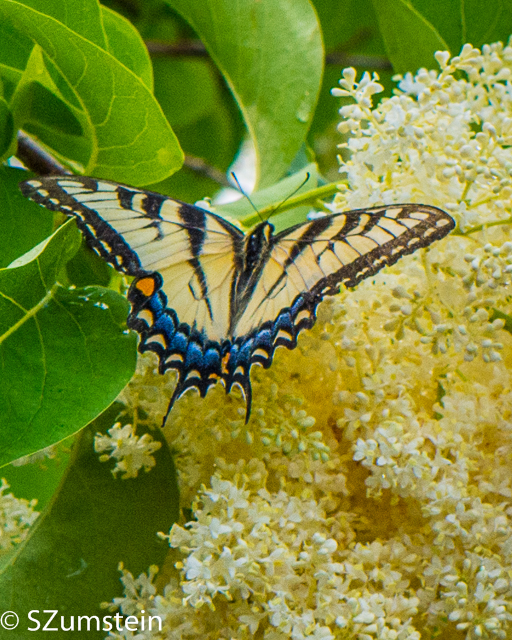 Macro