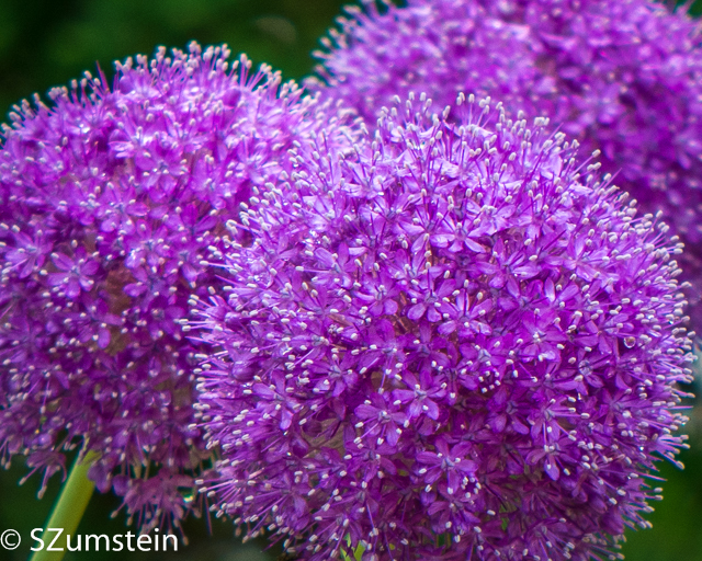 Macro