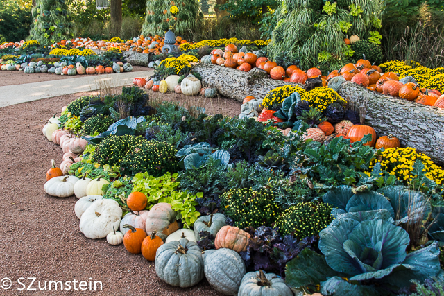 pumpkins