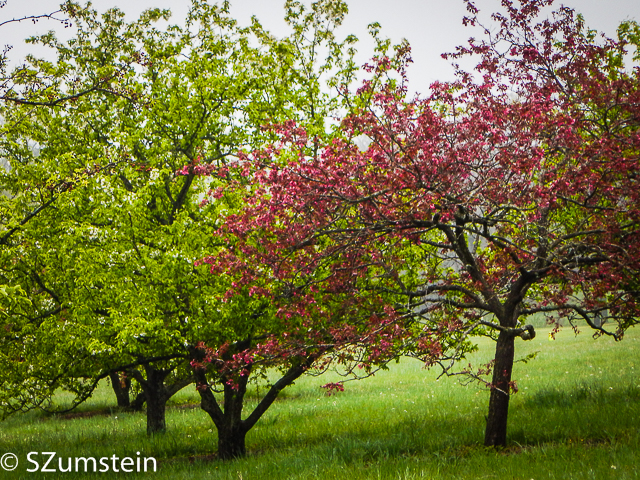 Trees