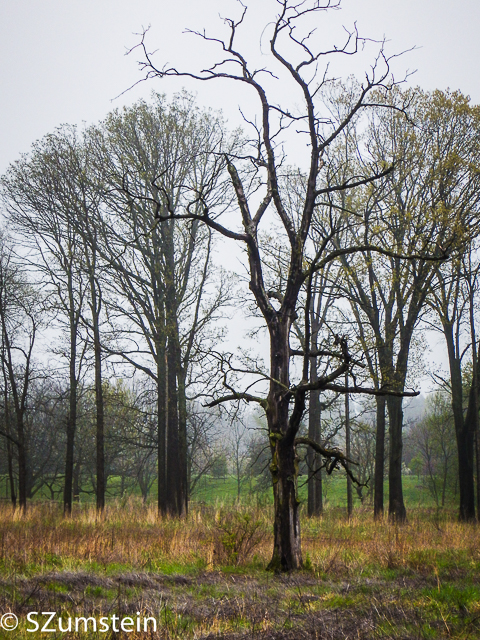 Trees