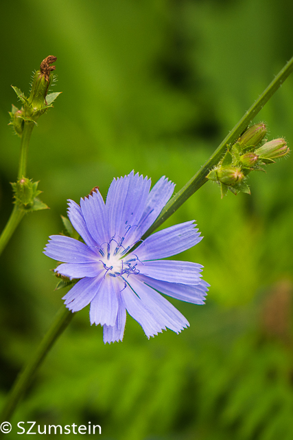 Prairie