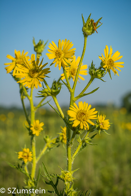 Prairie