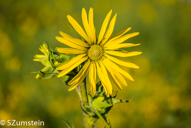 Prairie