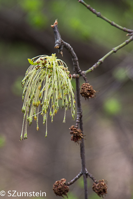 spring