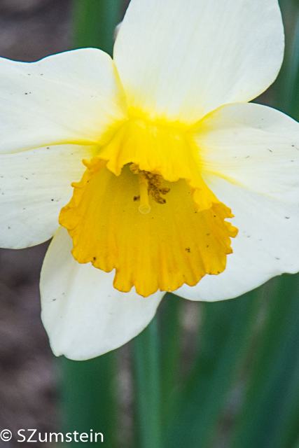 spring