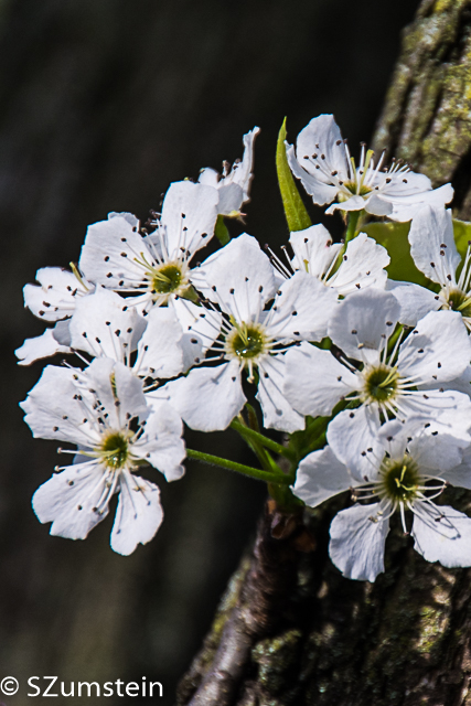 spring