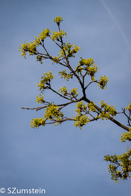 spring